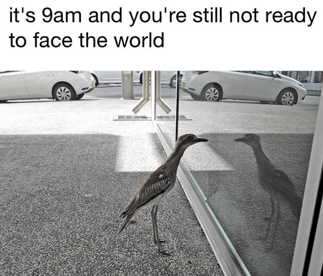 Illustration for article titled Why Scientists Think This Silly-Ass Bird Can't Stop Looking at Its Reflection